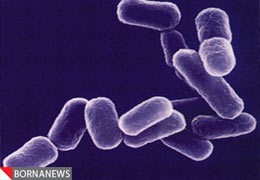 آنزیم موجود در گوشت مرغ و ماهی آنتی بیوتیک ها را بی اثر می کند!