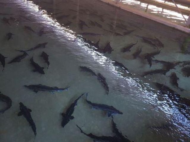 تولید ماهیان خاویاری