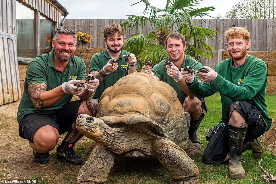 لاک‌پشت 70 ساله با 8 بچه جلوی انقراض را گرفت + عکس