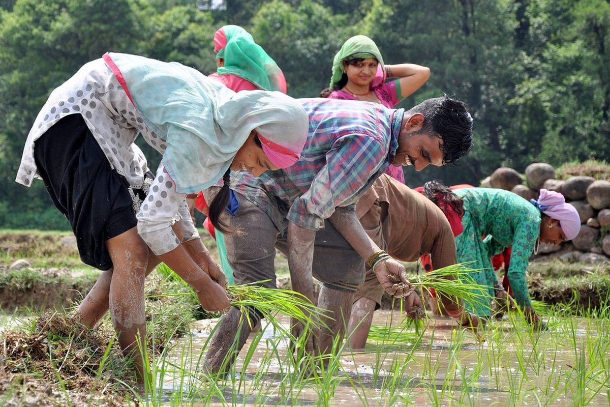 کاهش ۸ درصدی کشت برنج در هند/ صادرات برنج هندی محدود شد