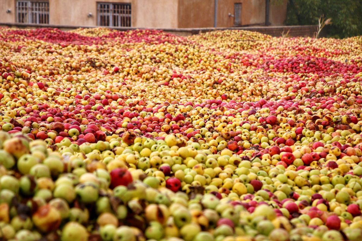 پیش‌بینی برداشت 32500 تن سیب درختی در کرمان 
