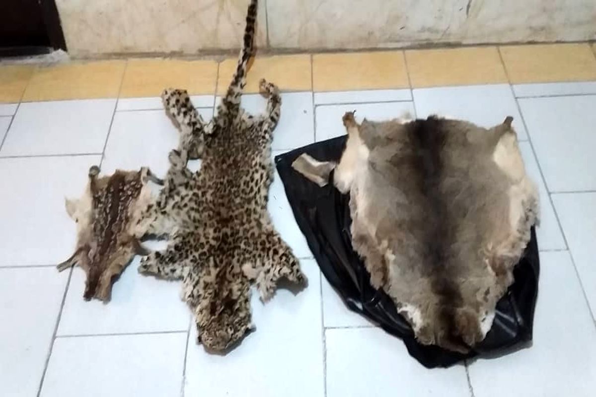 دستگیری شکارچی پلنگ ایرانی و گوزن در شهرستان رودبار