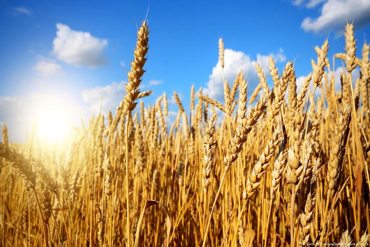  آغاز صادرات گندم و غلات اوکراین از فردا 