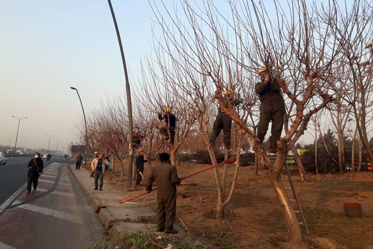 هرس بیش از 16 هزار اصله درخت فضای سبز منطقه 15 تهران 