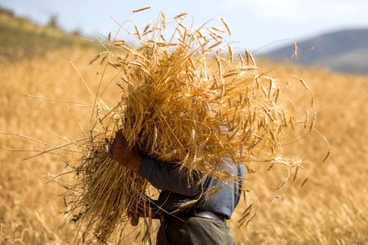 دولت ۸۳ هزار میلیارد تومان صرف خرید گندم از کشاورزان کرد