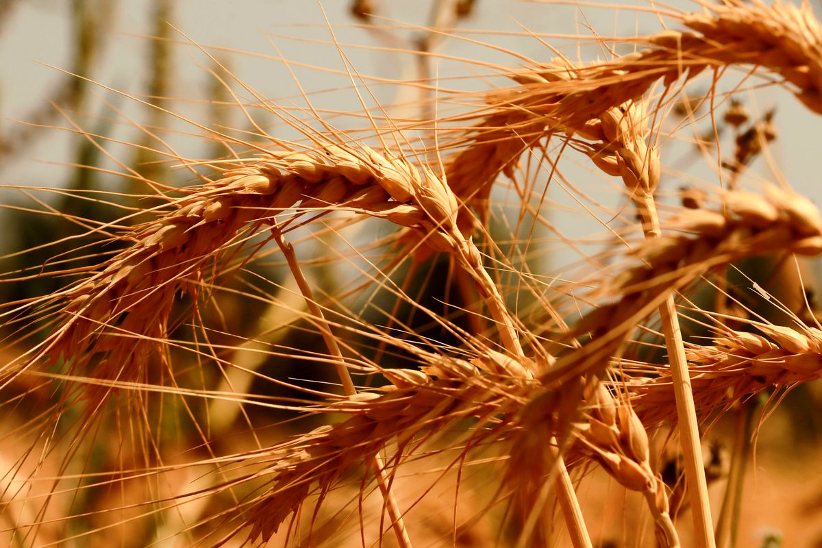 دنیا با کمبود گندم مواجه شده است؟
