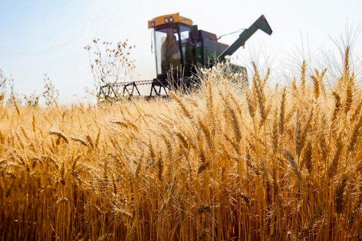 افزایش تولید داخل واردات گندم را 40 درصد کاهش داد