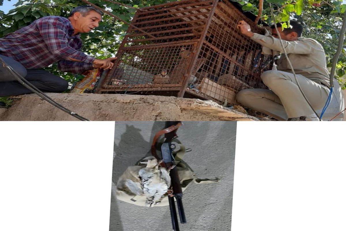 دستگیری متخلفین شکار کبک از کوه تا خانه
