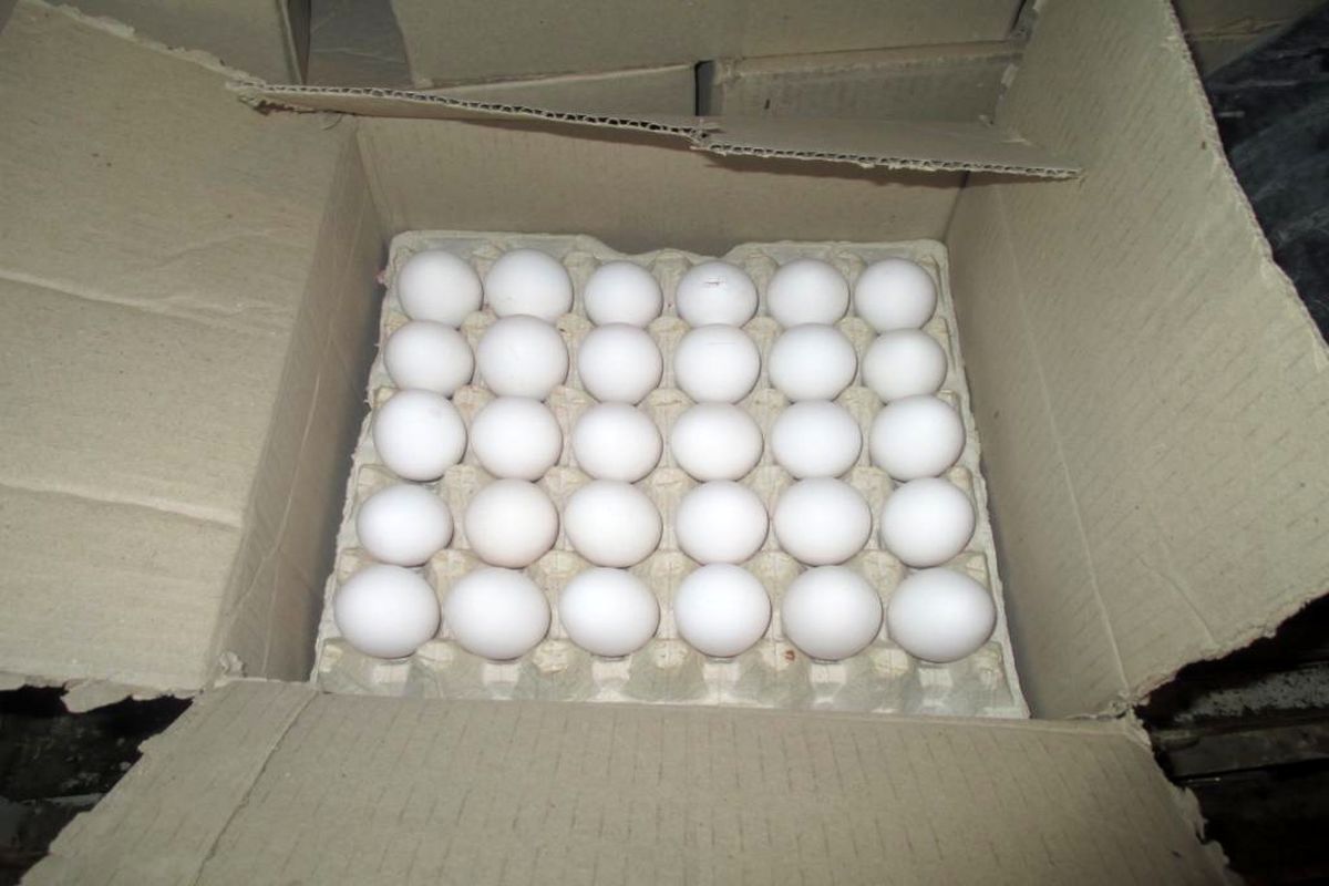 کشف بیش از ۸ تن تخم مرغ فاقد مجوز