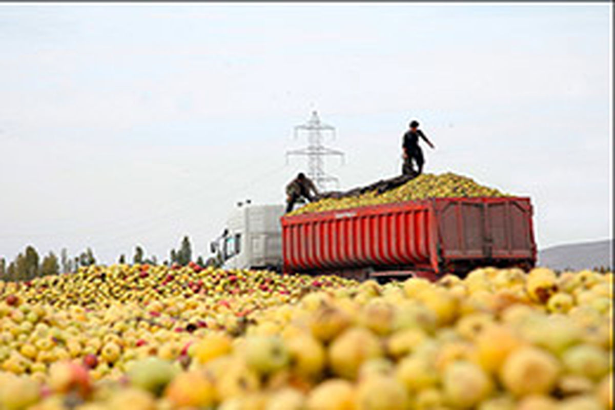 ۸۲ مرکز خرید سیب صنعتی در آذربایجان غربی فعال است