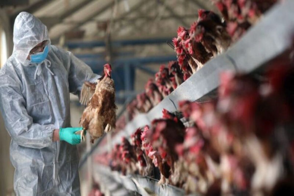 ابلاغ برنامه آمادگی سراسری برای مقابله با شیوع بیماری آنفلوآنزای فوق حاد پرندگان