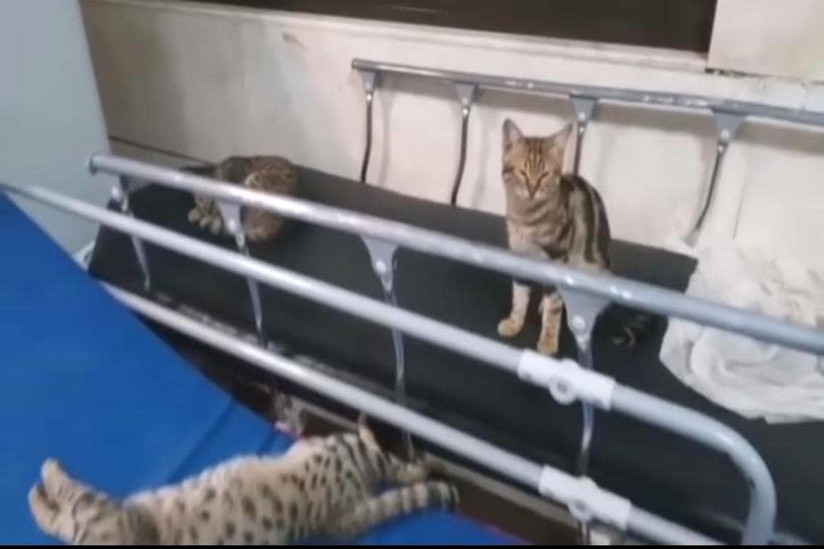 جوابیه بیمارستان بهشتی کاشان به تصاویر منتشر شده از گربه های روی تخت این بیمارستان