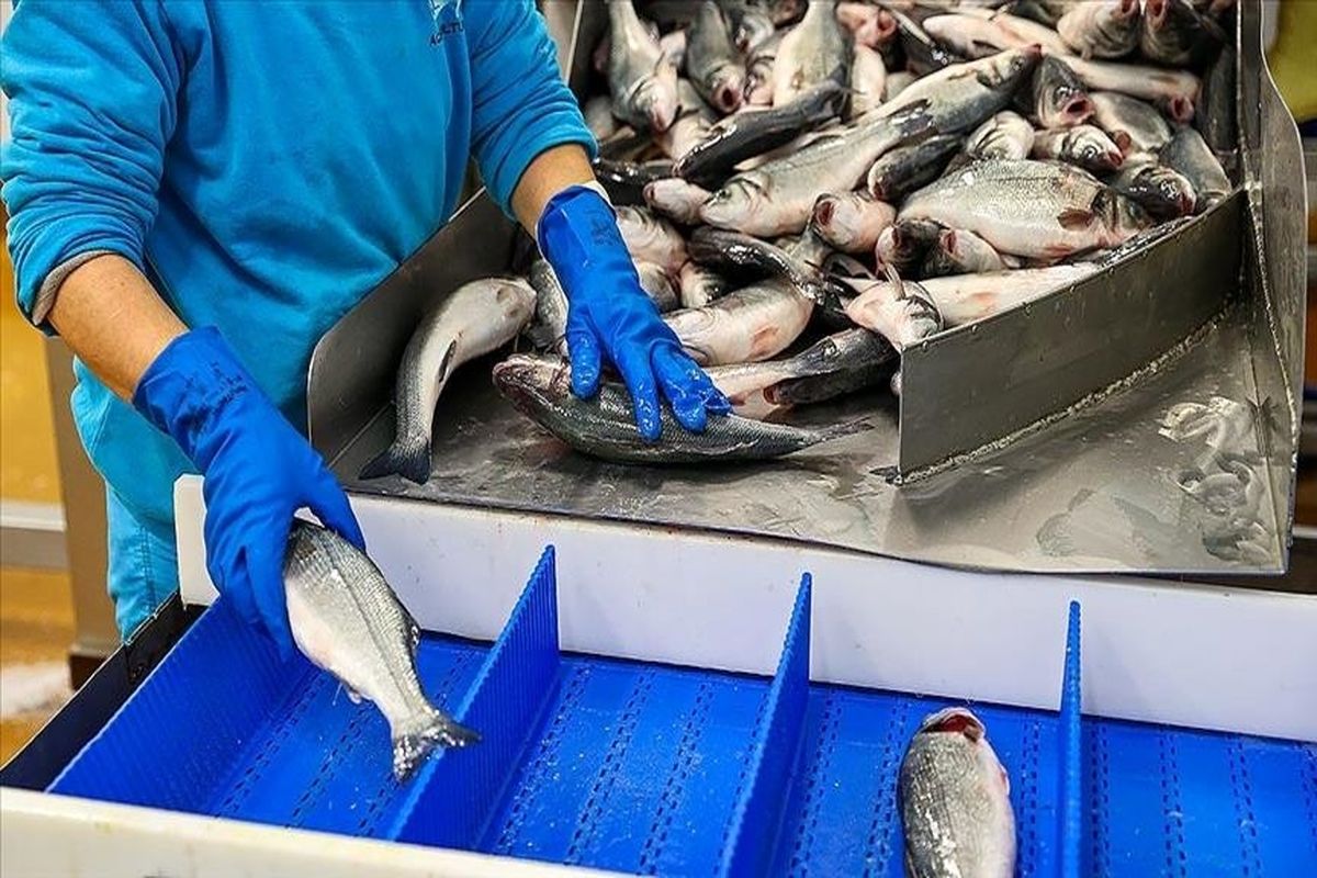 رشد 100 درصدی تولیدات شیلات تا پایان ۱۴۰۴/ صادرات ماهی و میگو ایرانی به 40 کشور دنیا