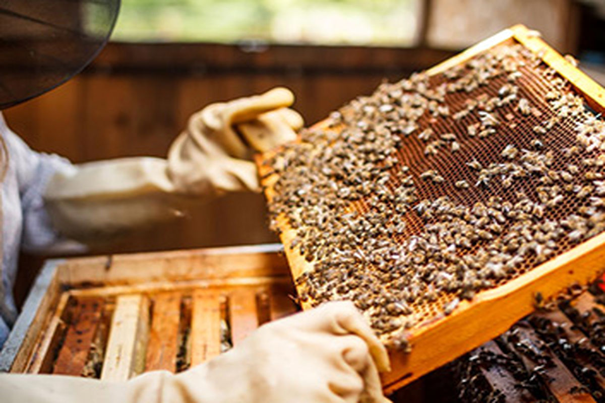  ضرورت افزایش تولید و توسعه خوشه عسل در لرستان 