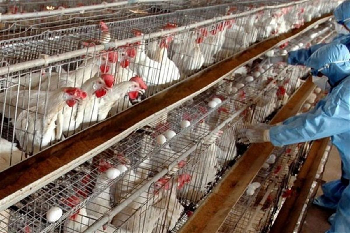 بررسی رویکردهای پیشگیری از شیوع آنفلوانزای فوق حاد پرندگان در سازمان دامپزشکی 