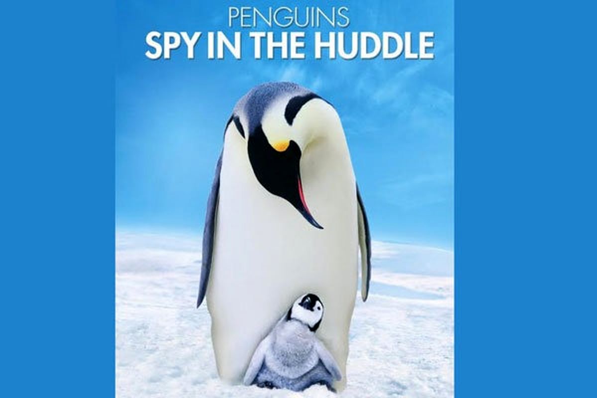 «جاسوسی در قلمرو پنگوئن ها» از قاب شبکه پنج